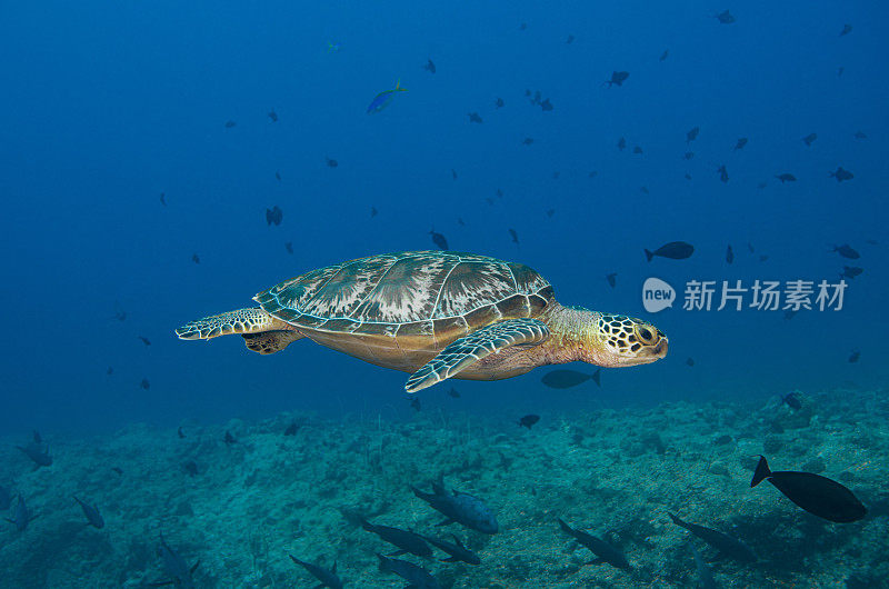 绿海龟(Chelonia mydas) -帕劳